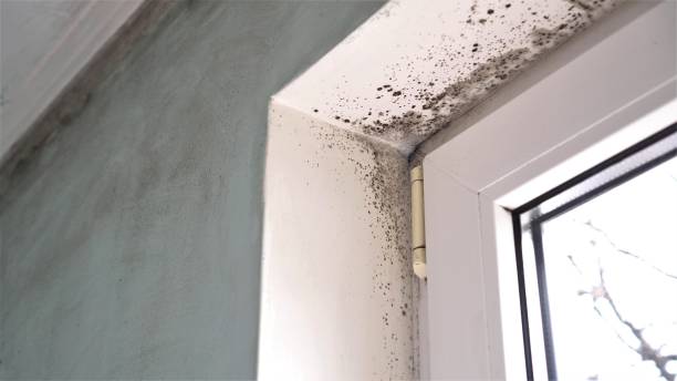 Best Office Mold Removal Services  in Hagerstown, IN