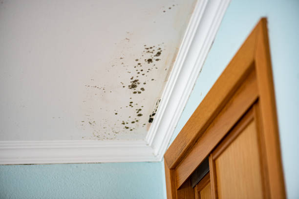 Best Fast Mold Removal  in Hagerstown, IN