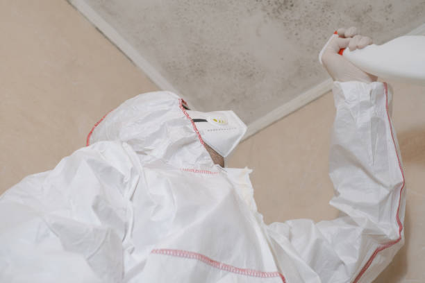 Trusted Hagerstown, IN Mold Removal Experts