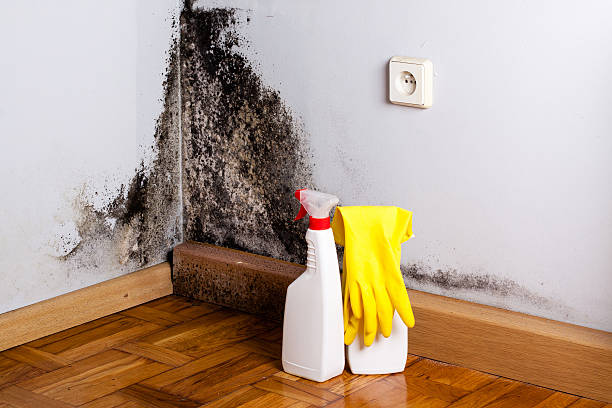 Best Residential Mold Removal  in Hagerstown, IN